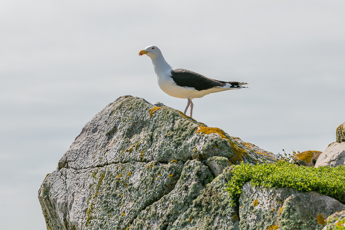 Ireland May 2016 (30)